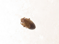Delphacodes venosus