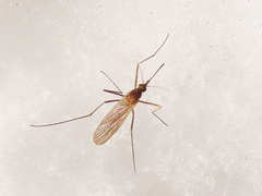 Culiseta morsitans