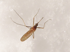 Culiseta morsitans
