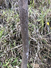 Handroanthus chrysotrichus