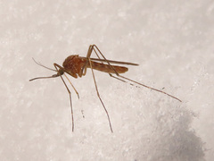 Culiseta morsitans