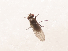 Coenia curvicauda