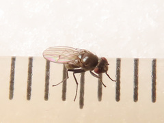 Coenia curvicauda