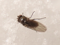 Coenia curvicauda