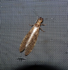 Corydalus primitivus