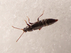 Arpedium brachypterum