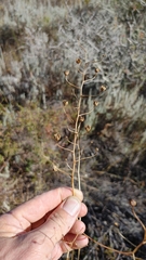 Cyanella hyacinthoides