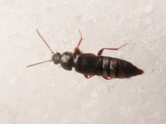 Arpedium brachypterum
