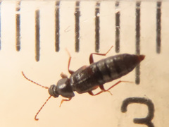 Arpedium brachypterum