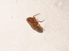Delphacodes venosus