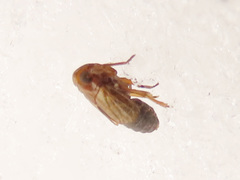 Delphacodes venosus