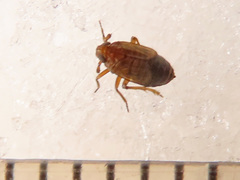 Delphacodes venosus