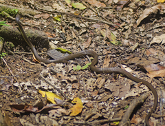 Dendrelaphis calligaster