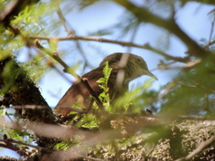 Tarphonomus certhioides