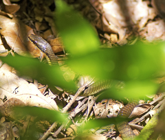 Dendrelaphis calligaster