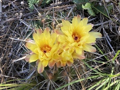 Parodia mammulosa