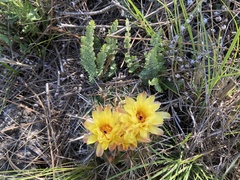 Parodia mammulosa