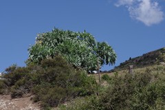 Cussonia paniculata