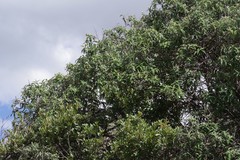 Buddleja salviifolia