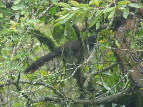 Ortalis columbiana