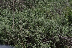 Buddleja salviifolia