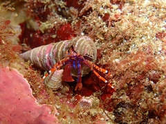 Pagurus edwardsii