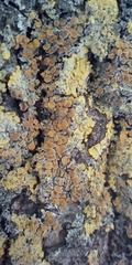 Xanthoria parietina