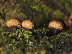 Tubifera microsperma