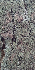 Phaeophyscia orbicularis