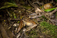 Ischnocnema henselii