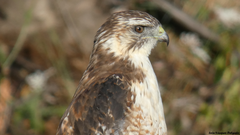 Geranoaetus polyosoma polyosoma