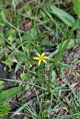Gagea granulosa