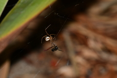 Latrodectus hasselti