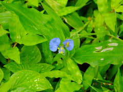 Commelina forskaolii