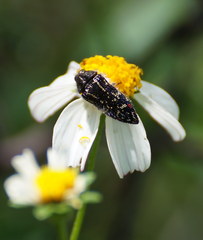 Acmaeodera mudgei
