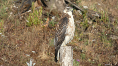 Geranoaetus polyosoma polyosoma