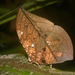 Coenophlebia archidona - Photo (c) Ken Kertell, alguns direitos reservados (CC BY-NC), uploaded by Ken Kertell