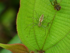 Peucetia rubrolineata