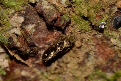Lepidopsocidae
