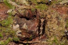 Lepidopsocidae