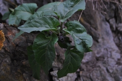 Physochlaina physaloides