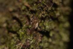 Lepidopsocidae
