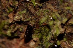 Lepidopsocidae