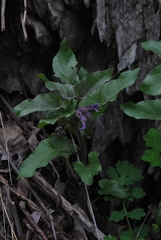 Physochlaina physaloides