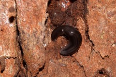 Kontikia ventrolineata