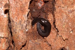 Kontikia ventrolineata