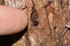 Kontikia ventrolineata