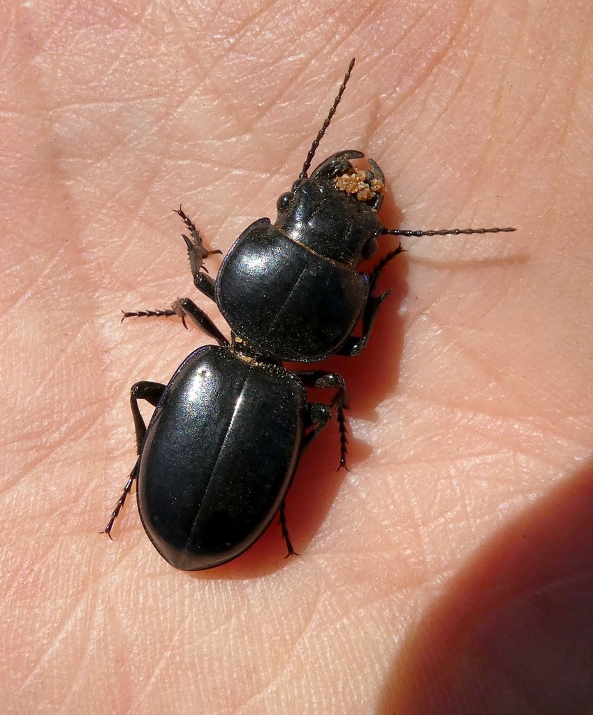 Carenum interruptum