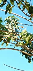 Thraupis glaucocolpa