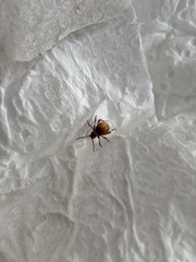 Niptus hololeucus